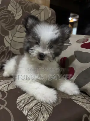 1-3 Months Female Purebred Lhasa Apso