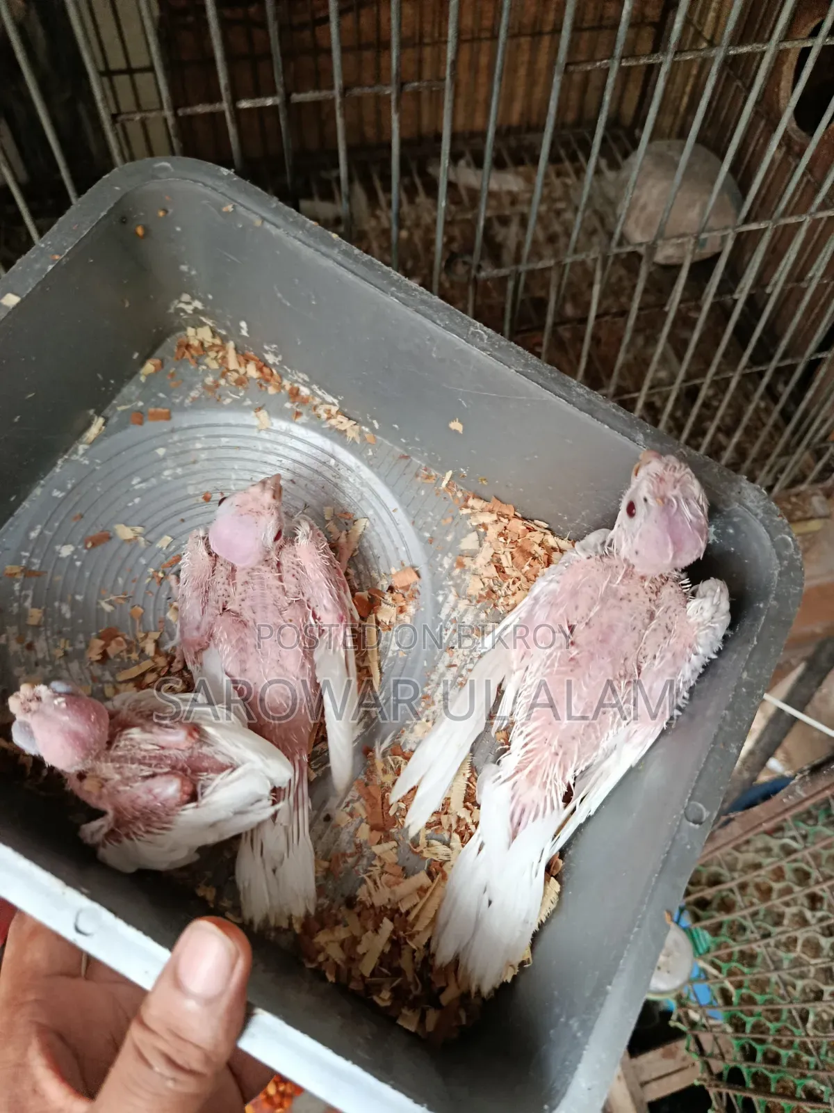 Cockatiel Albino Baby
