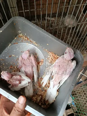 Cockatiel Albino Baby