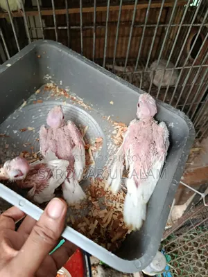 Cockatiel Albino Baby