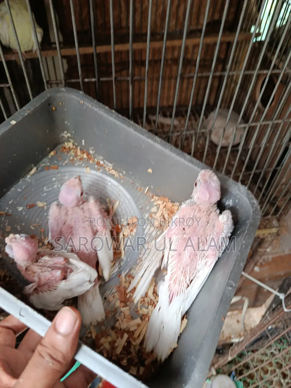 Cockatiel Albino Baby