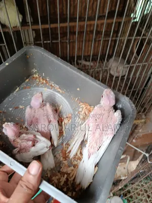 Cockatiel Albino Baby