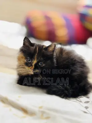 1-3 Months Female Purebred Persian