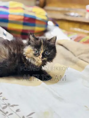 ১-৩ মাস বয়সী স্ত্রী বিশুদ্ধ পার্সিয়ান বিড়াল