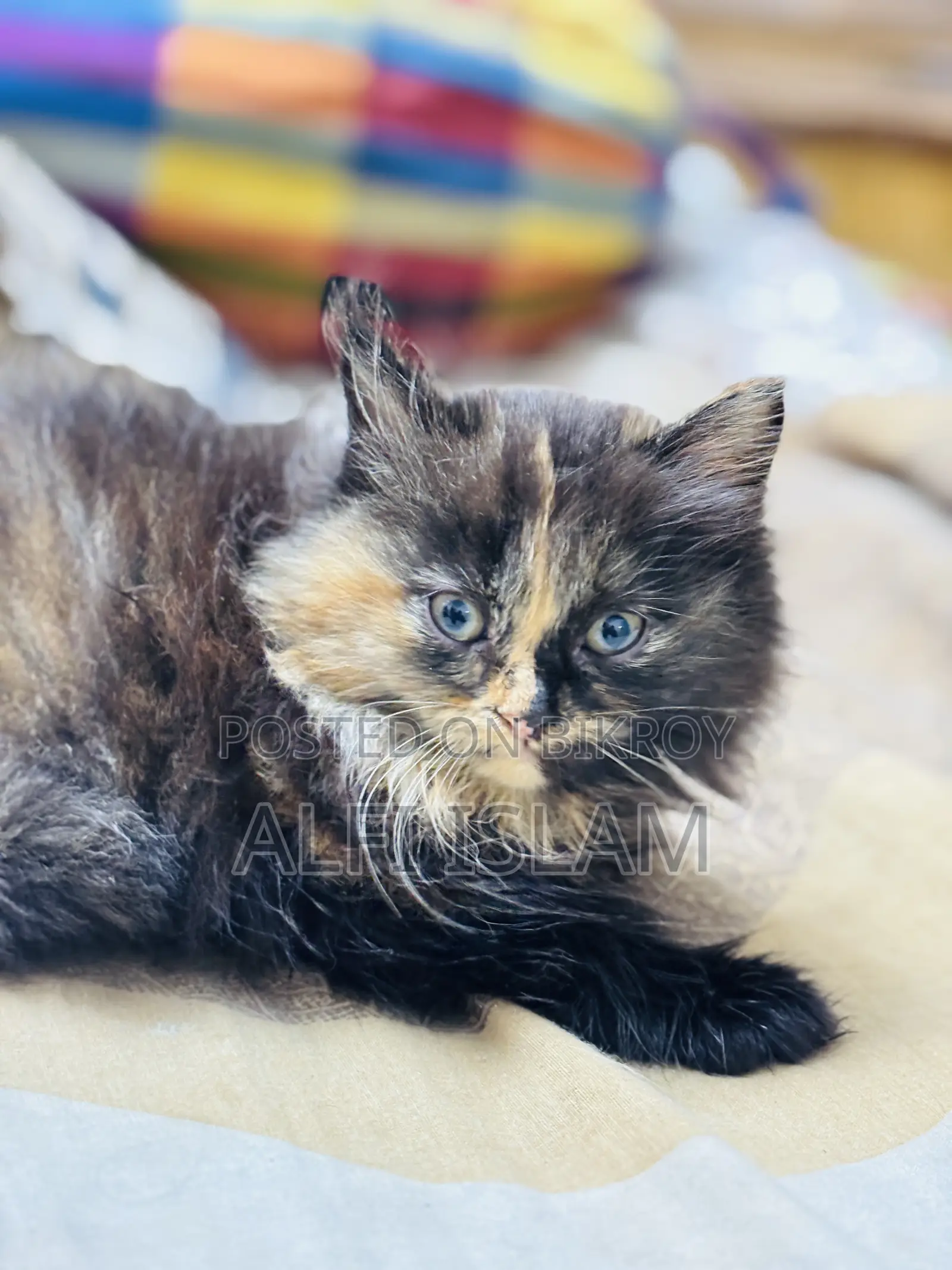 1-3 Months Female Purebred Persian