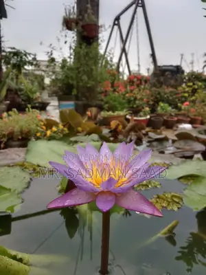 Purple Water Lily Flower With Tuber. Only 200 Taka.