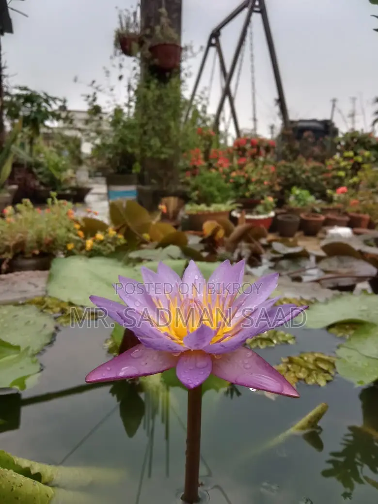 Purple Water Lily Flower With Tuber. Only 200 Taka.