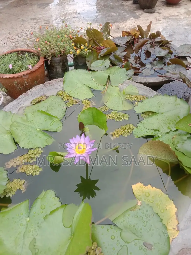 Purple Water Lily Flower With Tuber. Only 200 Taka.