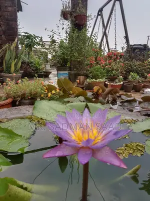 Purple Water Lily Flower With Tuber. Only 200 Taka.