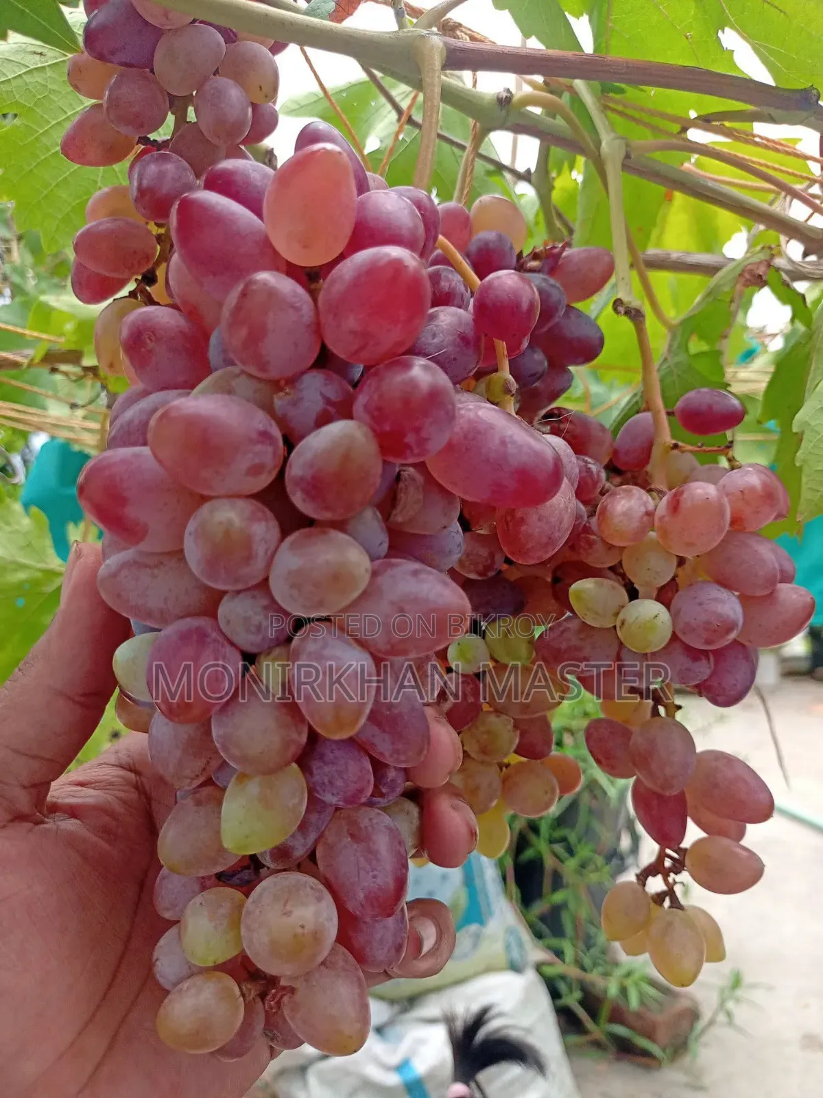 Huge Discount! Fruit-Bearing Running Grape Mother Plants for Sale