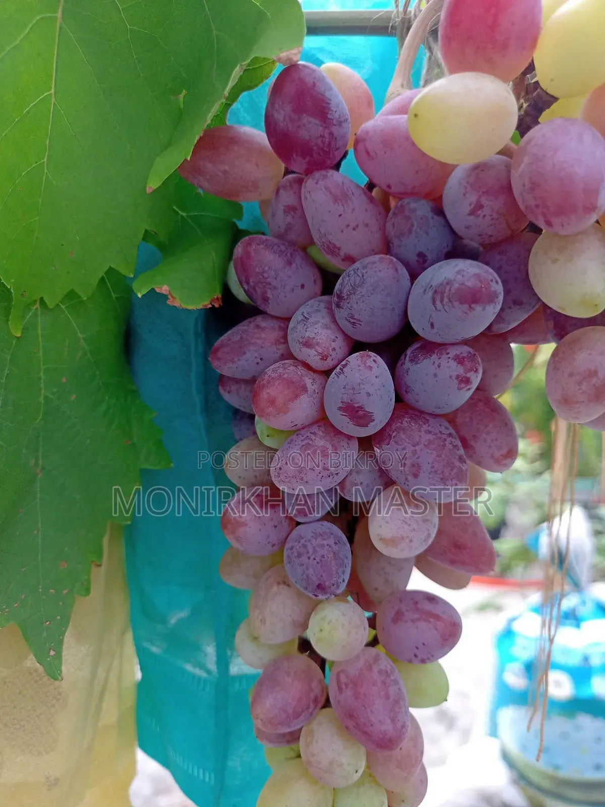Huge Discount! Fruit-Bearing Running Grape Mother Plants for Sale