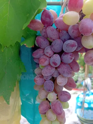 Huge Discount! Fruit-Bearing Running Grape Mother Plants for Sale