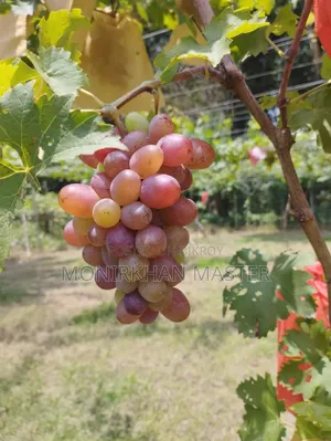Huge Discount! Fruit-Bearing Running Grape Mother Plants for Sale