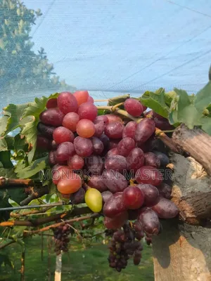 Huge Discount! Fruit-Bearing Running Grape Mother Plants for Sale