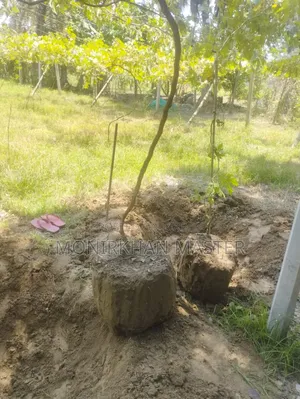 Huge Discount! Fruit-Bearing Running Grape Mother Plants for Sale
