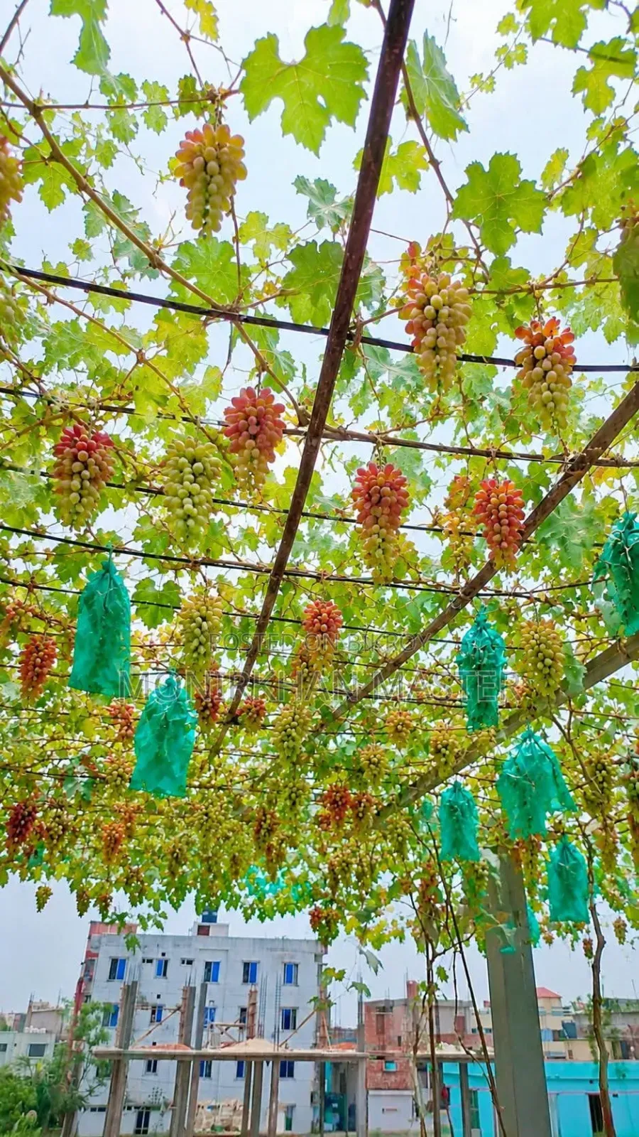 Huge Discount! Fruit-Bearing Running Grape Mother Plants for Sale