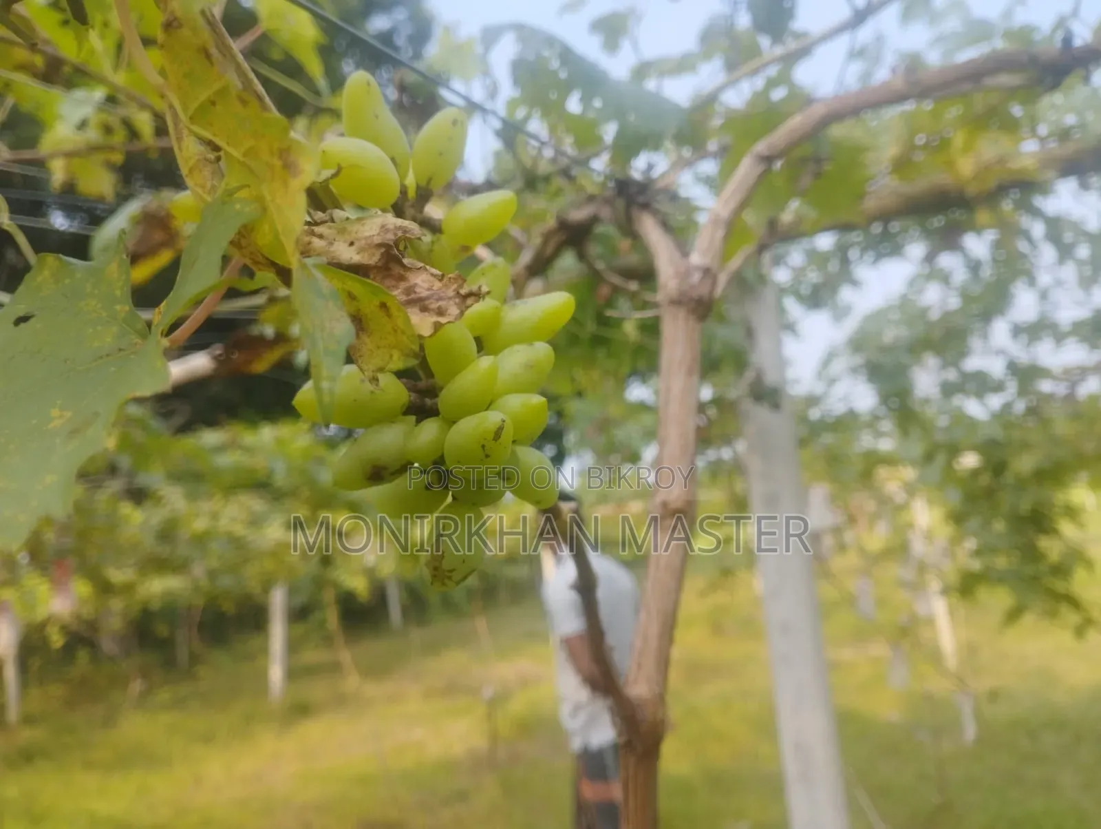 Huge Discount! Fruit-Bearing Running Grape Mother Plants for Sale