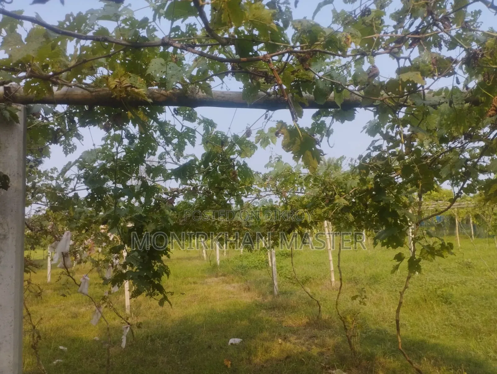 Huge Discount! Fruit-Bearing Running Grape Mother Plants for Sale