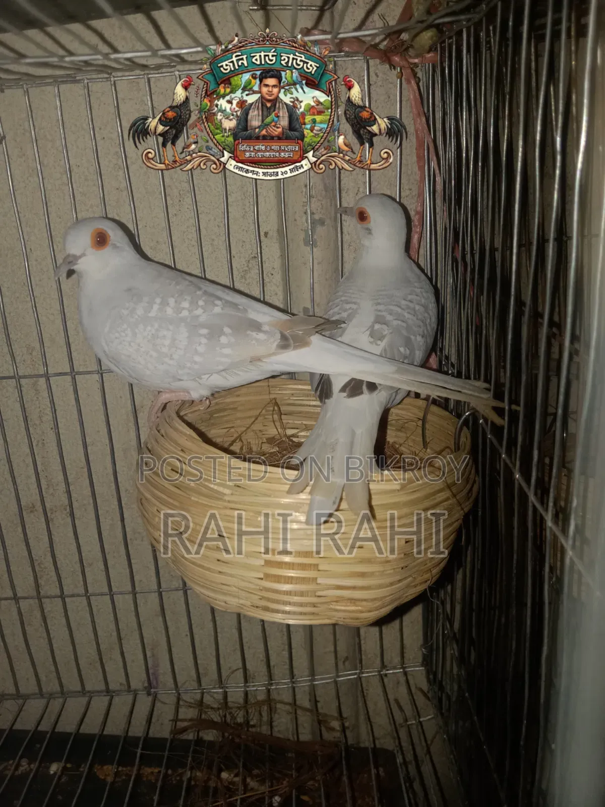 Crested White Diamond Dove