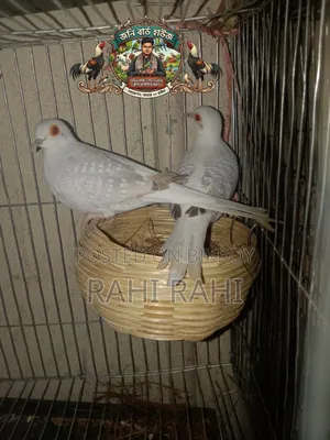 Crested White Diamond Dove