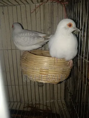 Crested White Diamond Dove
