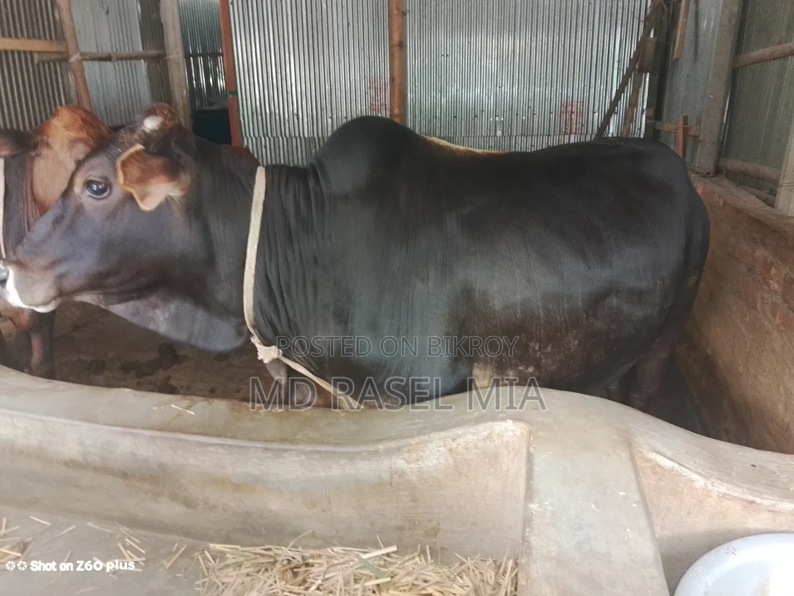 দেশি ষাঁড় গরু