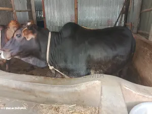 দেশি ষাঁড় গরু