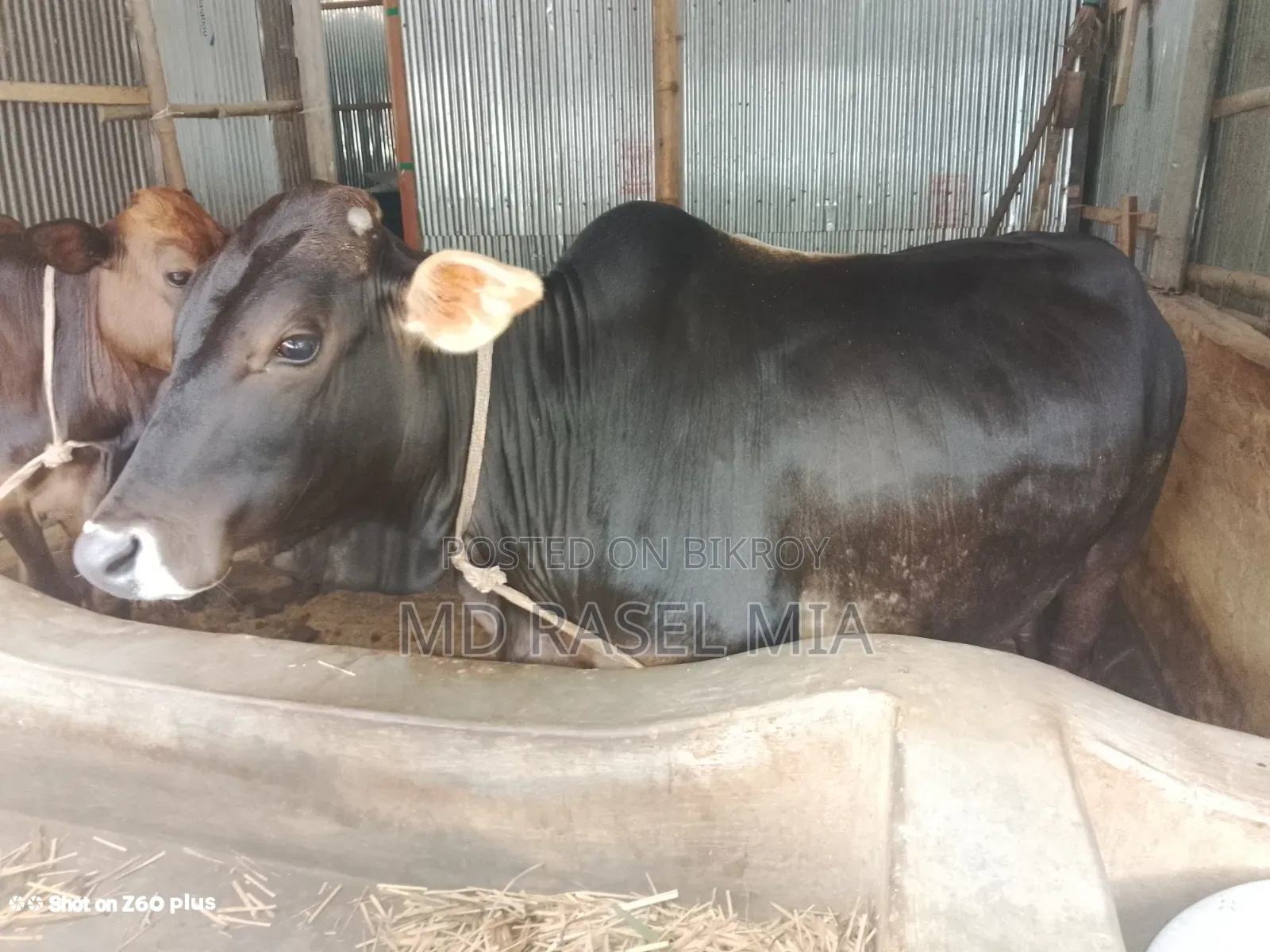 দেশি ষাঁড় গরু