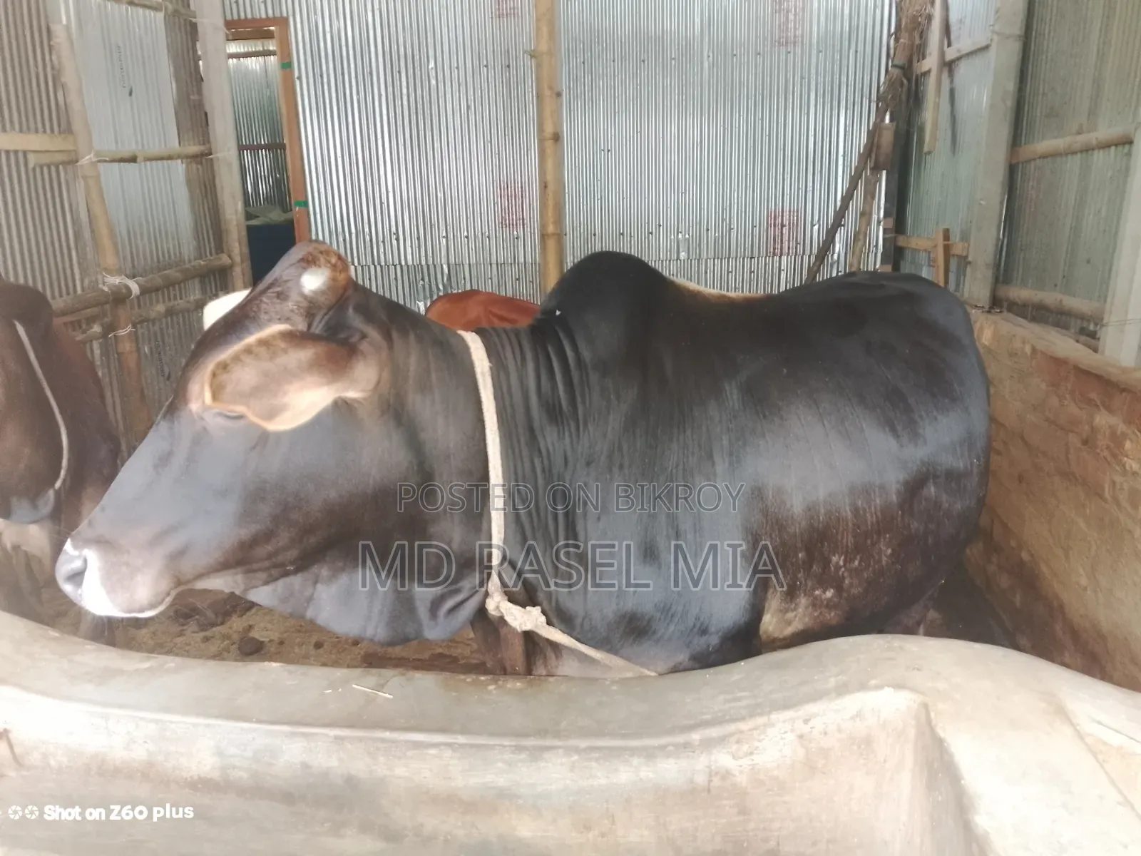 দেশি ষাঁড় গরু