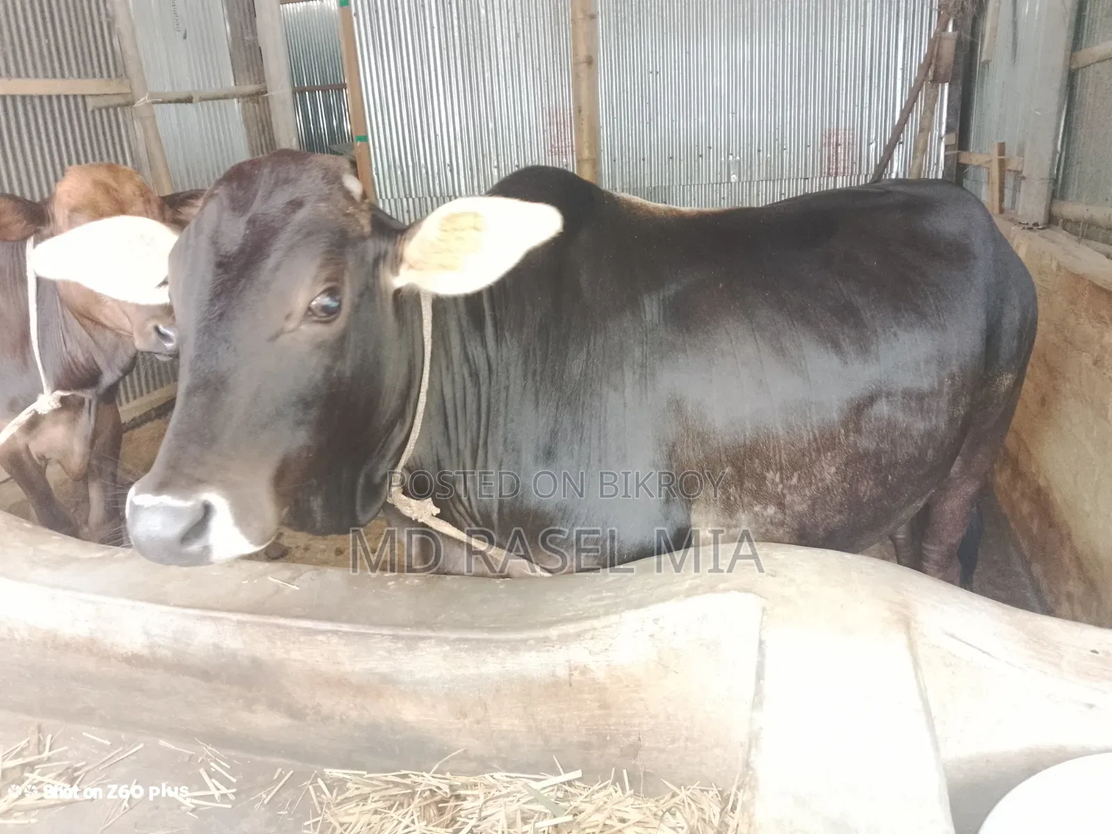 দেশি ষাঁড় গরু