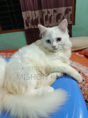 ১-৩ মাস বয়সী স্ত্রী পিওরব্রেড পার্সিয়ান