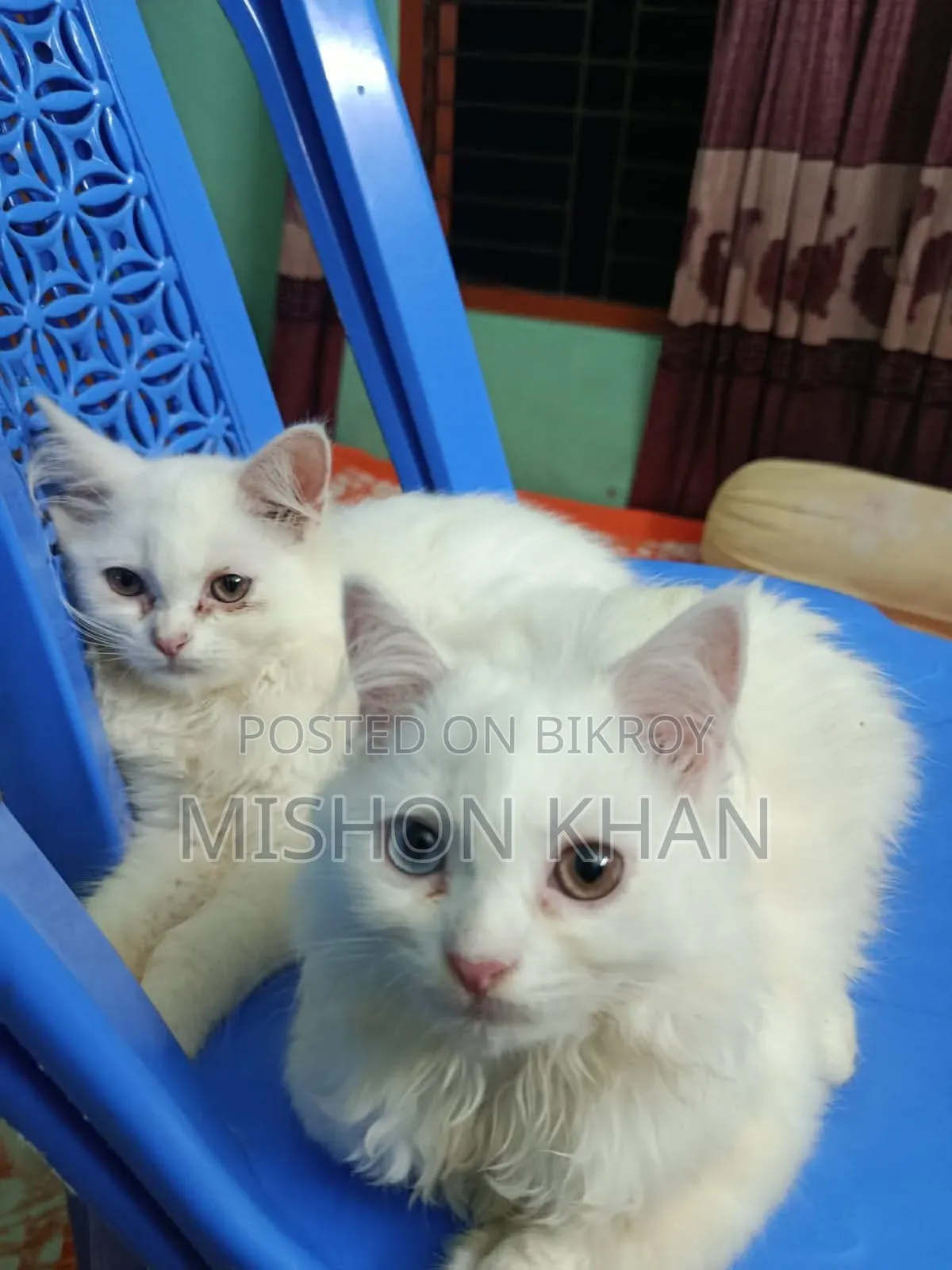 ১-৩ মাস বয়সী স্ত্রী পিওরব্রেড পার্সিয়ান