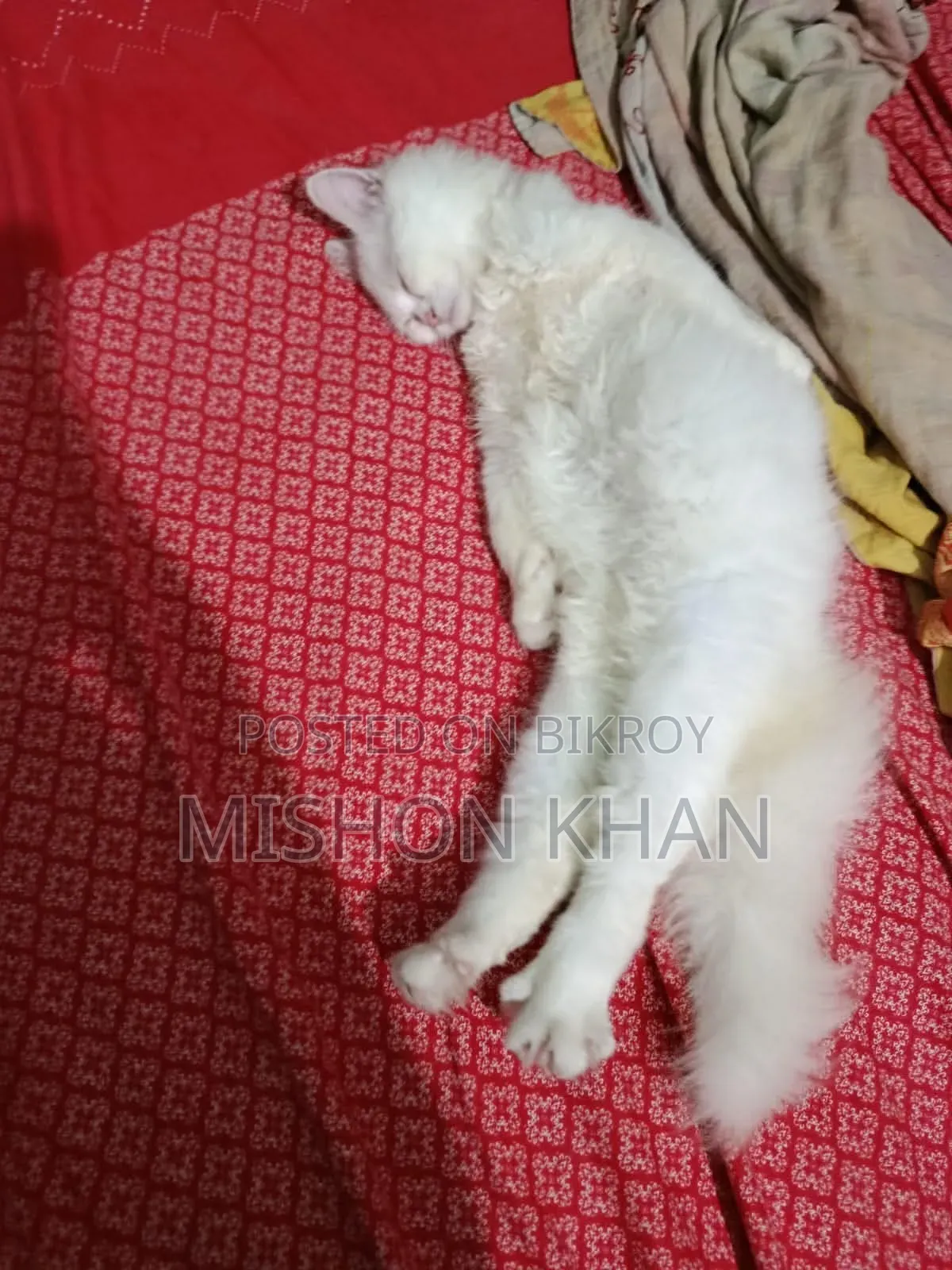 ১-৩ মাস বয়সী স্ত্রী পিওরব্রেড পার্সিয়ান