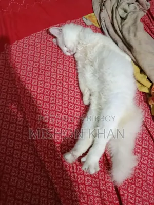 ১-৩ মাস বয়সী স্ত্রী পিওরব্রেড পার্সিয়ান