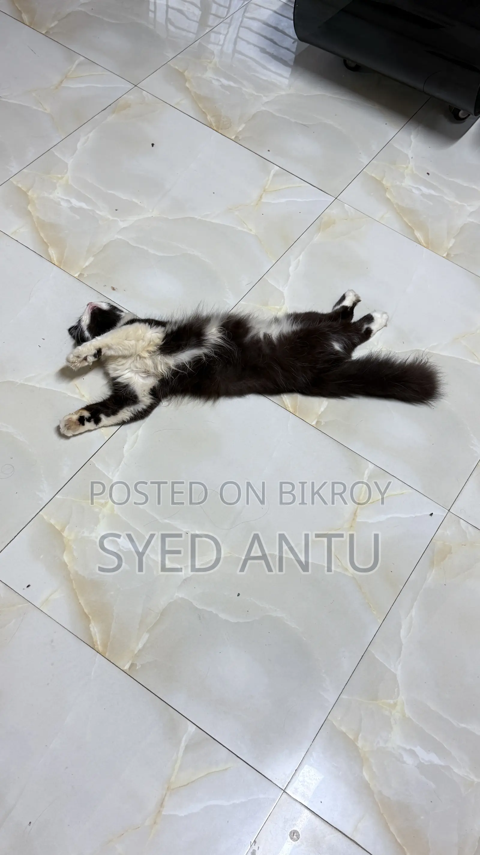 6-12 months Male Purebred Persian