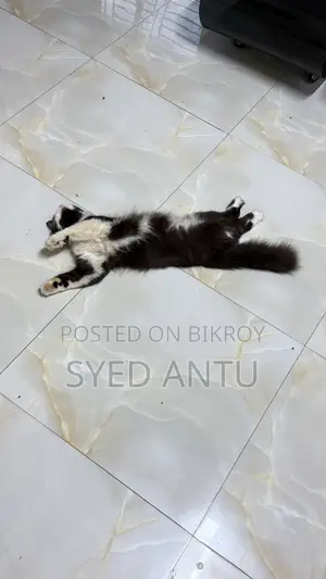6-12 months Male Purebred Persian