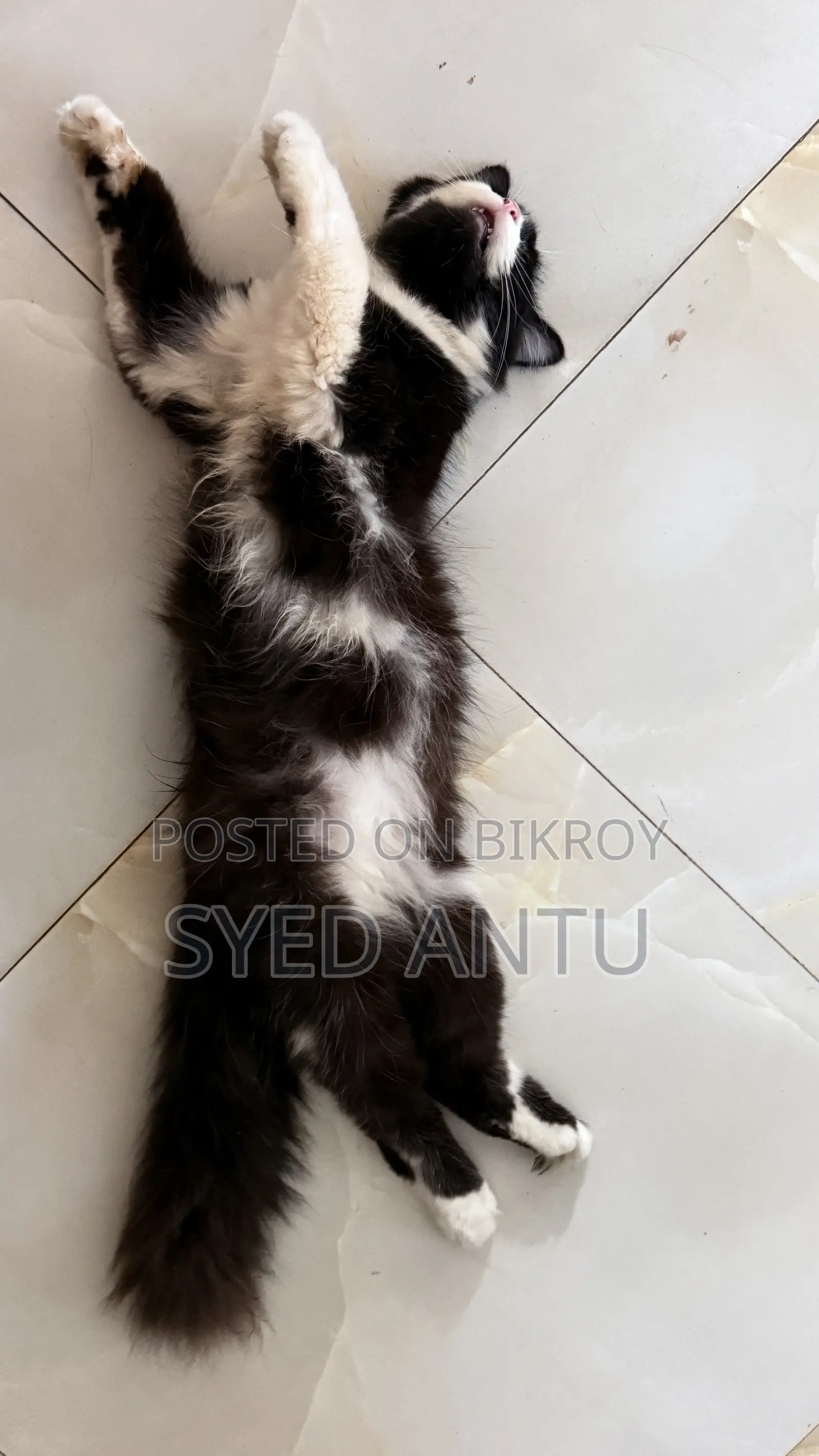 6-12 months Male Purebred Persian