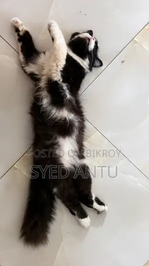6-12 months Male Purebred Persian