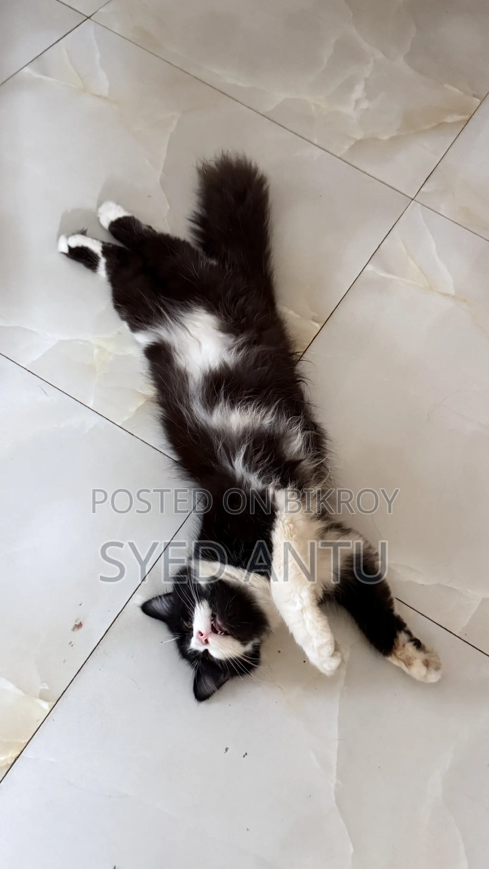 6-12 months Male Purebred Persian