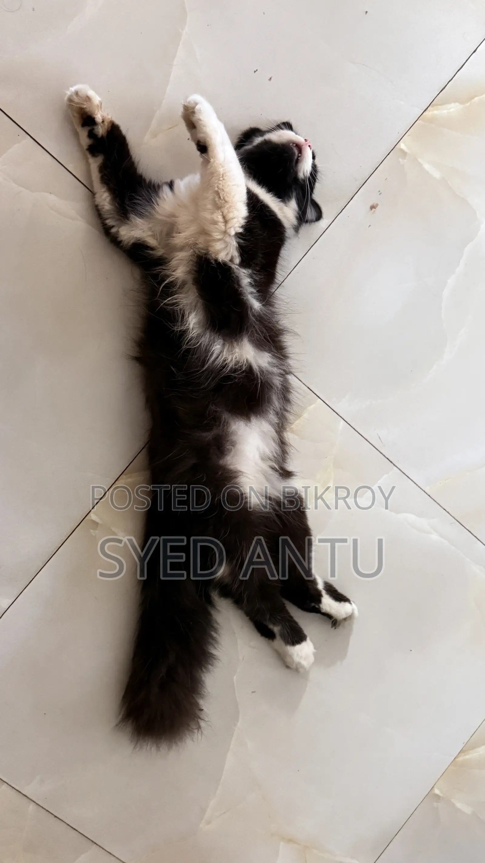 6-12 months Male Purebred Persian