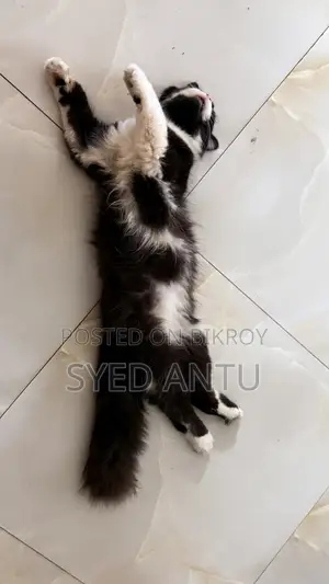 6-12 months Male Purebred Persian