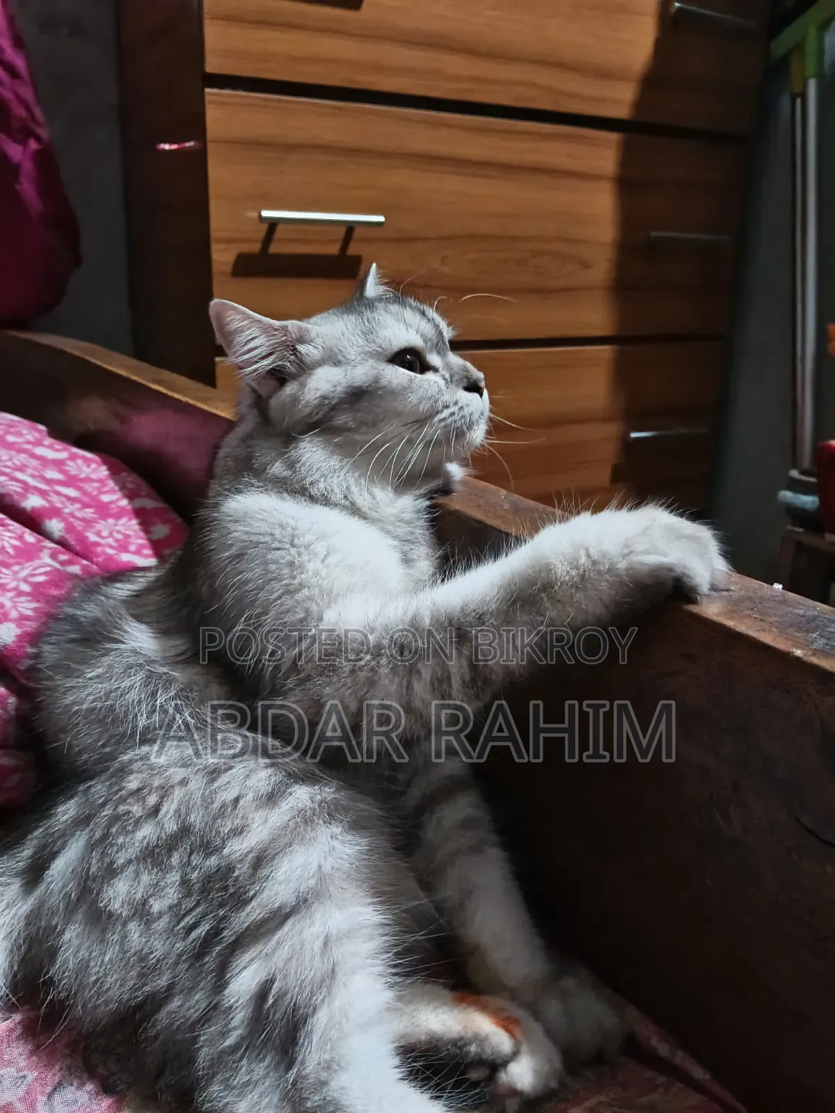 6-12 months Female Mixed Breed Persian