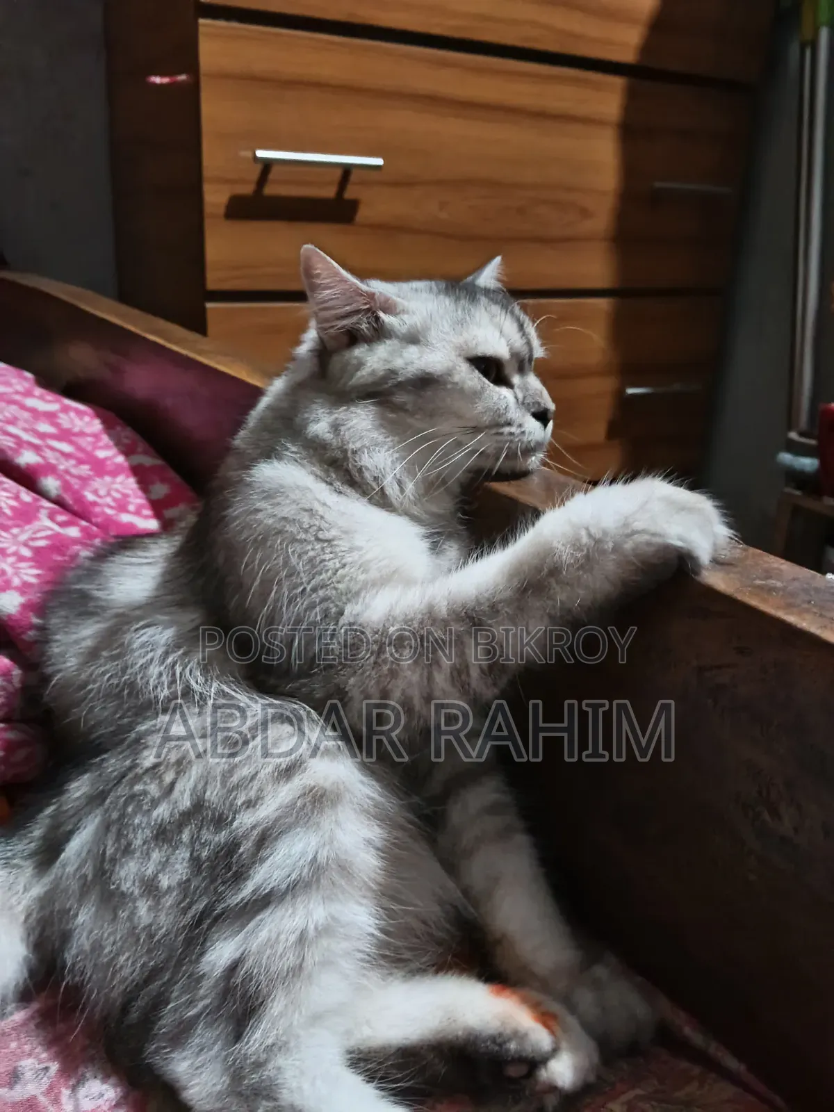 6-12 months Female Mixed Breed Persian