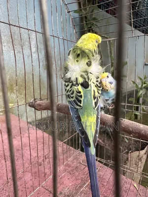 রানিং জেপি