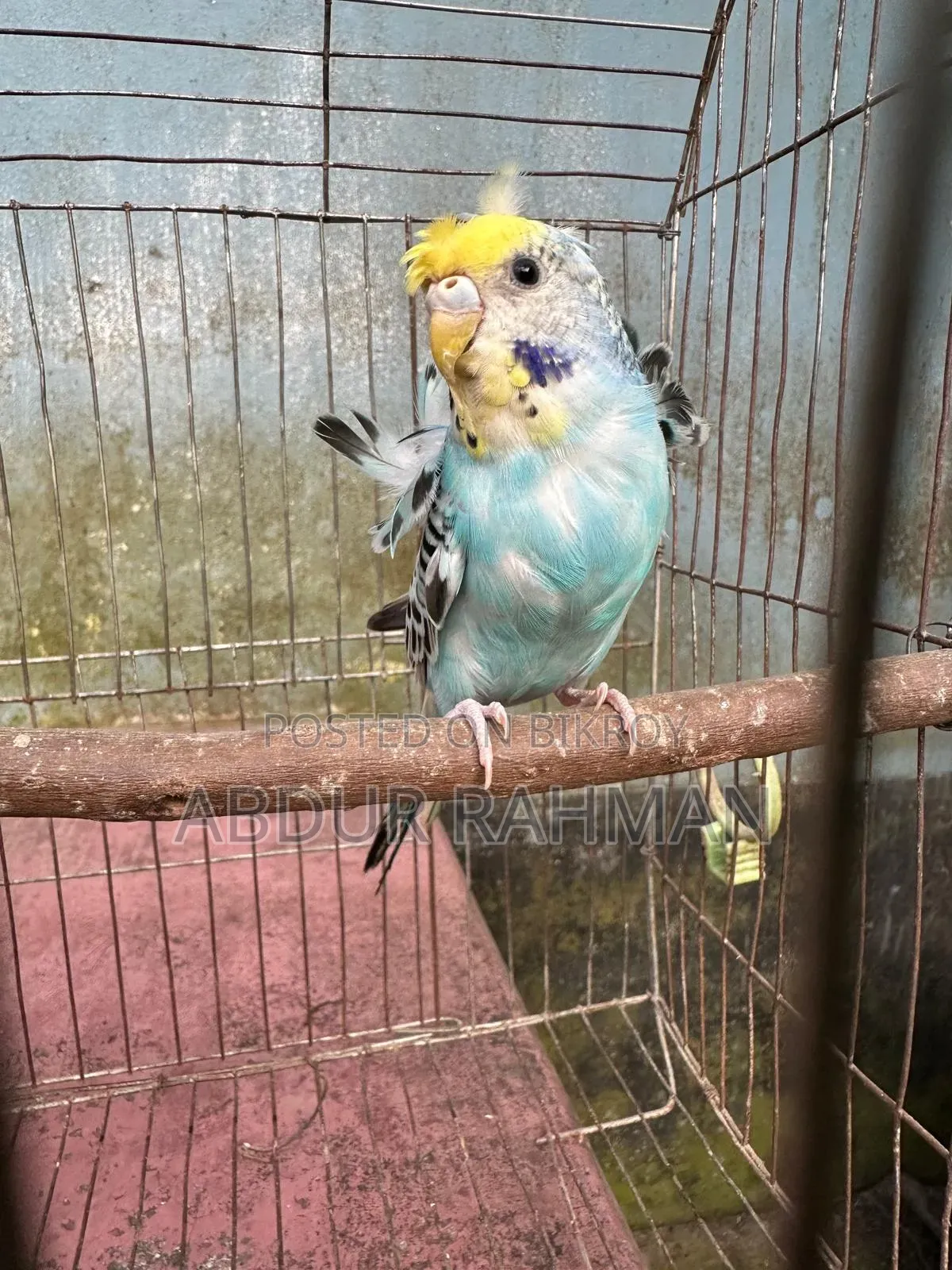 রানিং জেপি
