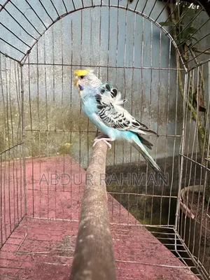 রানিং জেপি