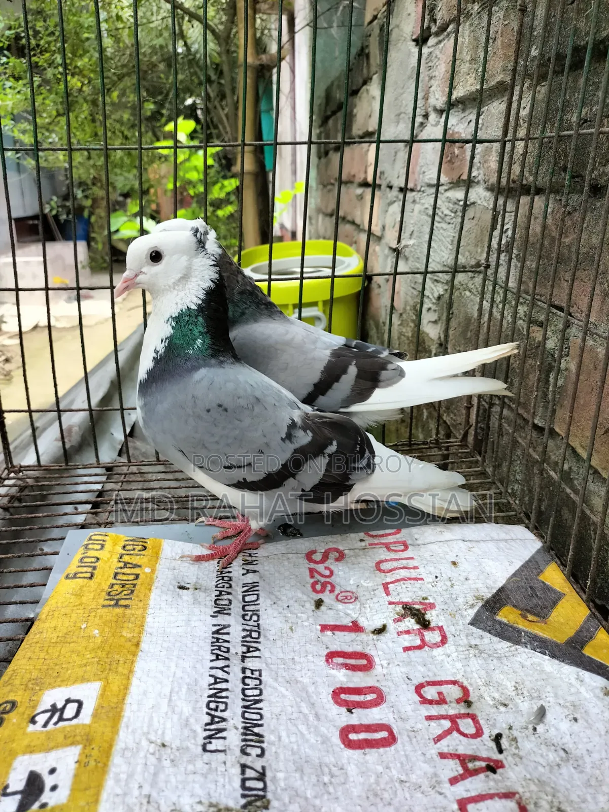 Rajgolla Pigeon