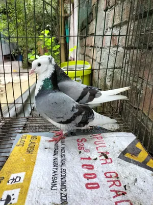 Rajgolla Pigeon