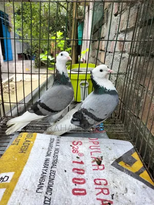 Rajgolla Pigeon