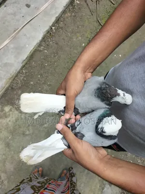 Rajgolla Pigeon